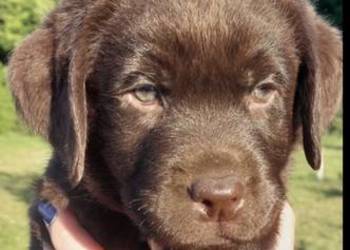 Labrador Czekoladowy suczka