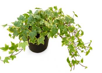 bluszcz hedera helix  50 sztuk