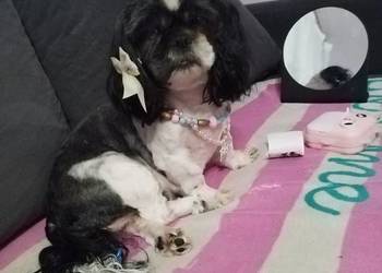 szczeniaki shih tzu