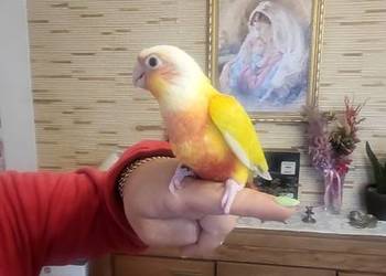 Ręcznie karmione pupile rudosterki i inne