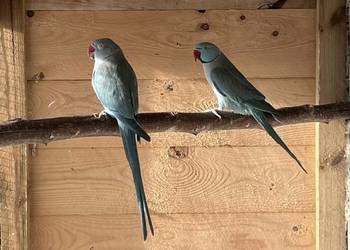 Para lęgowa aleksandrett obrożnych