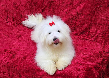 SAMIEC Piesek rasowy Coton De Tulear szczenię z rodowodem ZHPR UCI Kraków