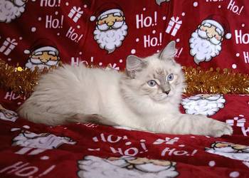 Koty Syberyjskie Neva Masquerade - NUGGETS ZKolakowegoDomu*PL