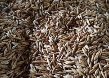 Mieszanka zbóż owies jęczmień pszenica