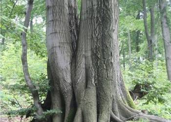 Las bukowy 100 letni