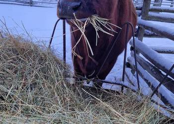 Sprzedam krowę mleczną