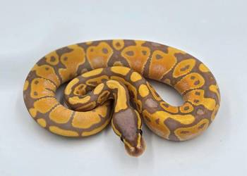 Pyton Królewski Pastel Banana 0.1