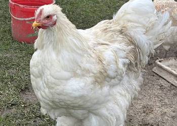 Koguty kochin olbrzymi