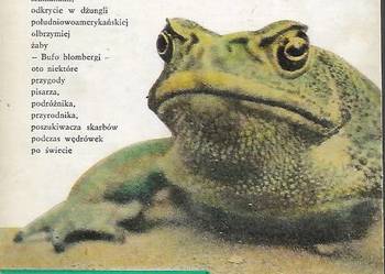 Bufo blombergi - R. Blomberg