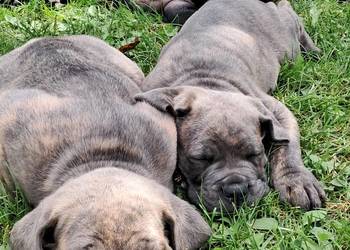 Urocze Cane Corso