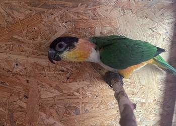 Barwinka czarnogłowa