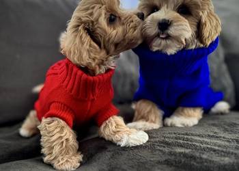 Maltipoo ciemny chłopiec gotowe do odbioru