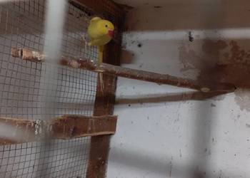 Papugi Aleksadrety Obrożne para biała i żółta