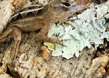 Anolis brązowy (Anolis sagrei)