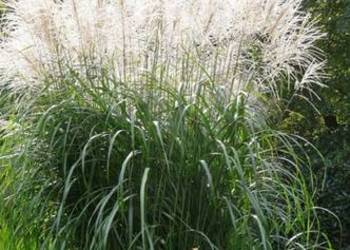 Miskanty trawy ozdobne