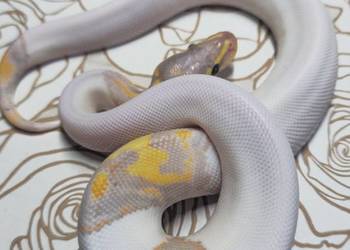 Wąż pyton królewski, python regius samiec