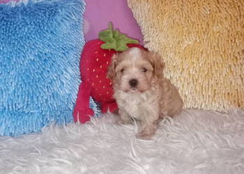 Maltipoo, Pudel Tecup RED BROWN & Maltańczyk -piesek mini