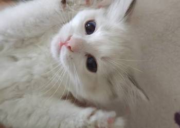 Cudowne kociaki Ragdoll, FPL, prawdziwy rodowód, hodowla od 12 lat