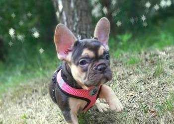 Buldog francuski suczka czekoladowa