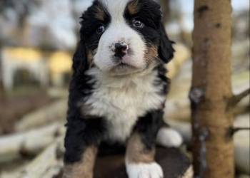 Sunia Berneński Pies Pasterski z rodowodem wielopokoleniowym