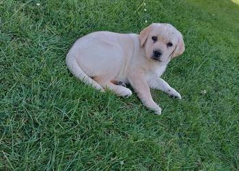 Sprzedam suczki rasy labrador z metryką urodzenia
