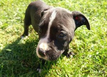 Amstaff