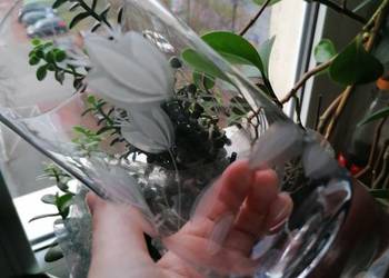 Stare szkło z PRL Stare szkło z PRL