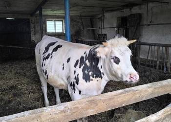 Jałówki wysokocielne HF ANGUS
