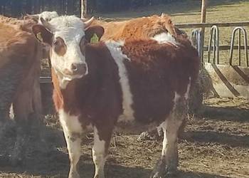 Sprzedam jałówki cielne