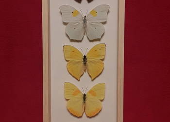 Motyle w ramce 14x35cm Cymothoe , Anteos , Phoebis
