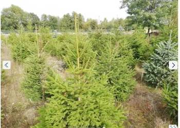 Sprzedam Choinki Świerk Zwykły Srebrny Żywopłot/Maskownica