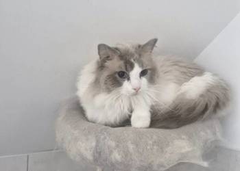 Parys  Piękny Kocur Do Adopcji