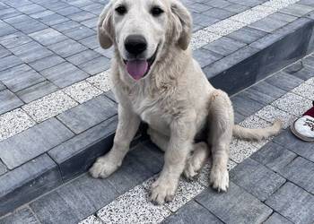 Suczka Golden retriever
