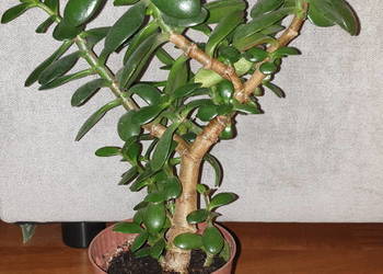 Grubosz, crassula, drzewko szczęścia, duża wieloletnia roślina, nr 2