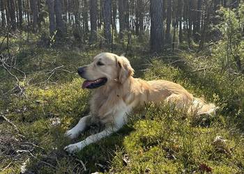 Golden Retriever REPRODUKTOR