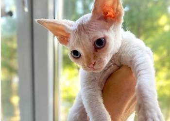 Kocurek Devon rex Alfred