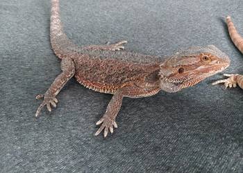 Agama brodata samiczka