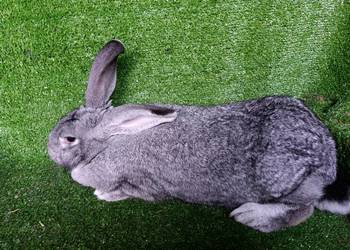 Samica mieszaniec Belga