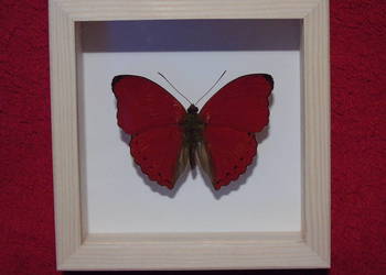 Motl w ramce . Cymothoe excelsa excelsa . R C A