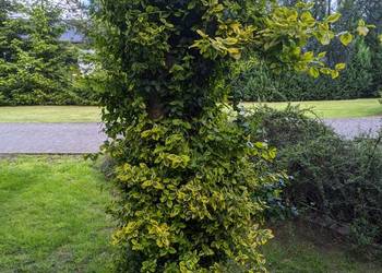 Trzmielina Emerald Gold pnąca