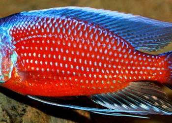 Pyszczak Borleya - Copadichromis borleyi - Pyszczaki Malawi