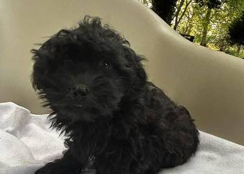 Hetman piesek rasy Rosyjska Bolonka Kolorowa