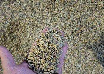 Sprzedam owies /pszenicę/pszenżyto