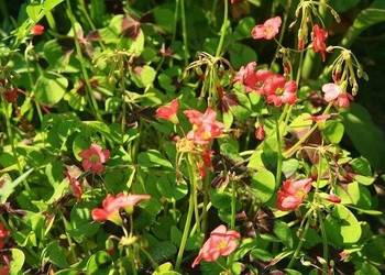 Szczawik Deppego czterolistny