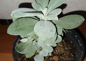 Starzec Cefalofora Senecio cephalophorus nr 1, sukulent