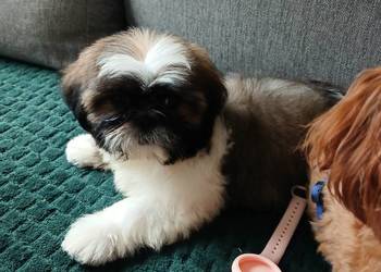 Shih tzu sliczny chłopczyk