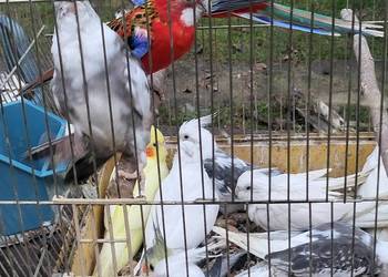 Rozrabia białolice para lęgowa