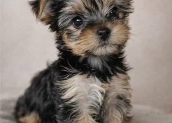 Urocze szczenięta rasy yorkshire terrier