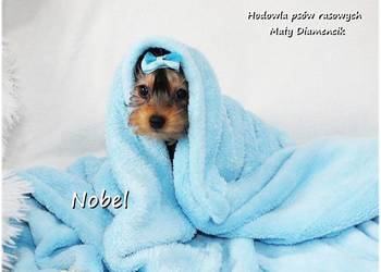 Yorkshire Terrier Malutki Mini Piesek NOBEL z Rodowodem i Wyprawką