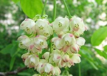 KŁOKOCZKA POŁUDNIOWA Staphylea pinnata NASIONA 20 sztuk - 10g.